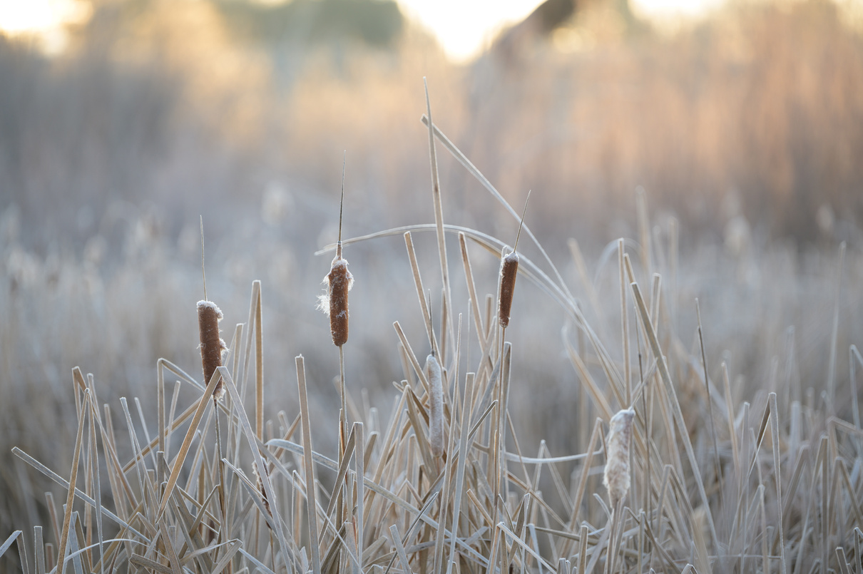 Reeds growing in nature in daytime
